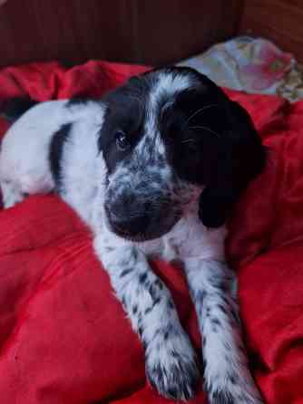 Продаём щенков Донецк