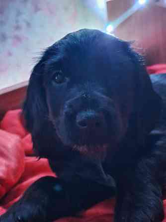 Продаём щенков Донецк