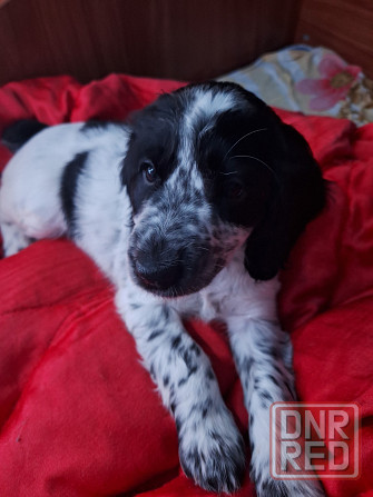 Продаём щенков Донецк - изображение 3