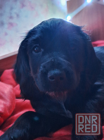 Продаём щенков Донецк - изображение 1