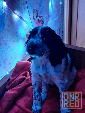 Продаём щенков Донецк - изображение 2