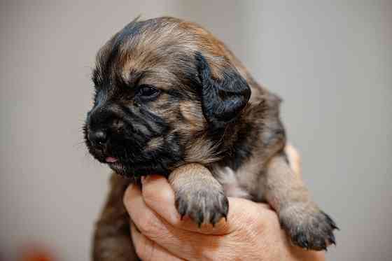 Отдам щенка бесплатно. Донецк