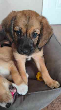 Отдам щенка бесплатно. Донецк