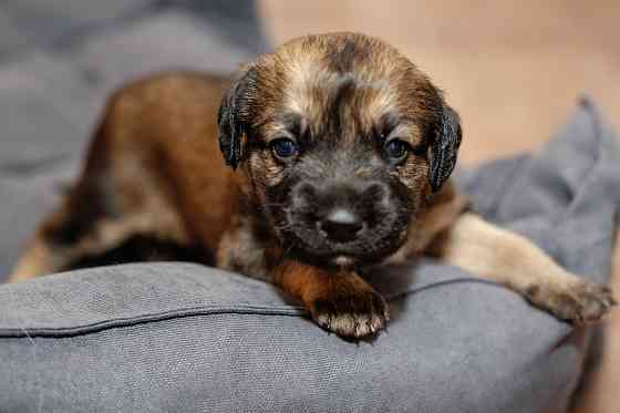 Отдам щенка бесплатно. Донецк