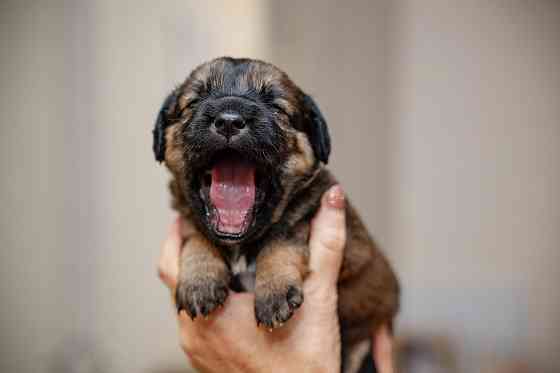 Отдам щенка бесплатно. Донецк