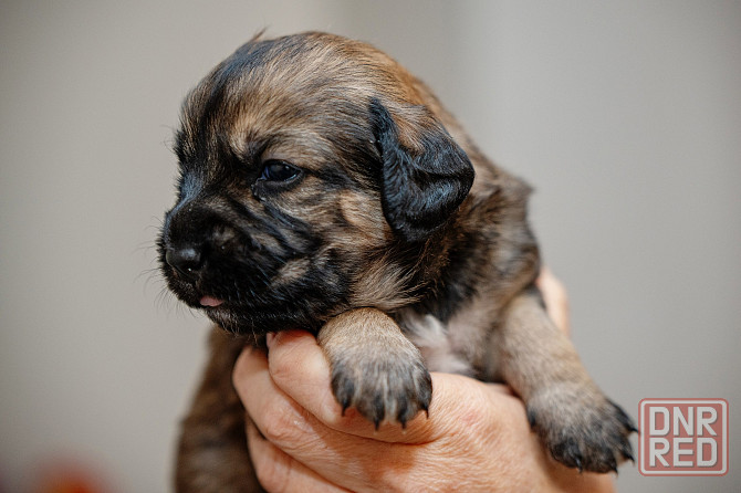 Отдам щенка бесплатно. Донецк - изображение 3