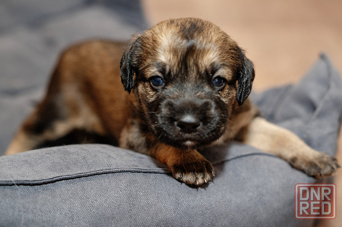 Отдам щенка бесплатно. Донецк - изображение 1