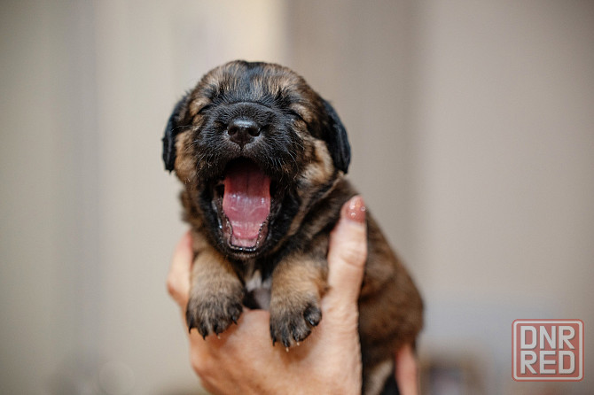 Отдам щенка бесплатно. Донецк - изображение 2