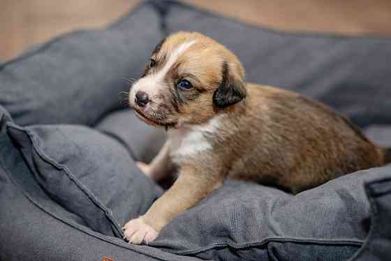 Отдам бесплатно щеночка. Донецк