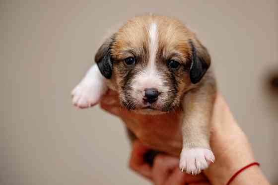 Отдам бесплатно щеночка. Донецк