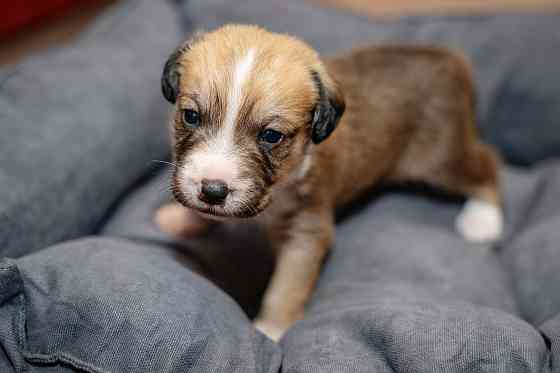 Отдам бесплатно щеночка. Донецк