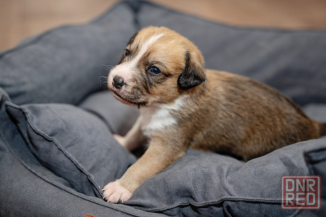 Отдам бесплатно щеночка. Донецк - изображение 2