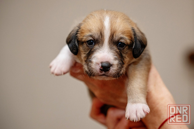 Отдам бесплатно щеночка. Донецк - изображение 1