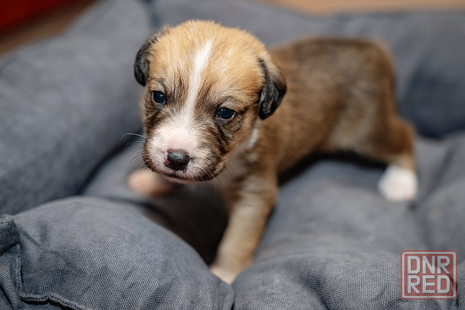 Отдам бесплатно щеночка. Донецк - изображение 3