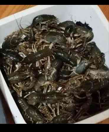 Живые раки Донецк