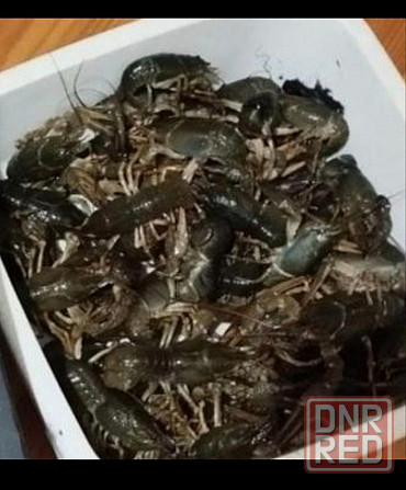 Живые раки Донецк - изображение 1