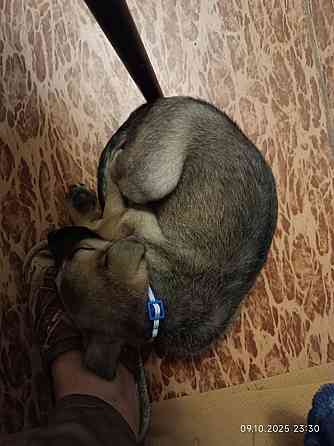 Потеряшка щенок-девочка Донецк