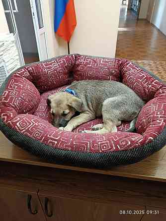 Потеряшка щенок-девочка Донецк