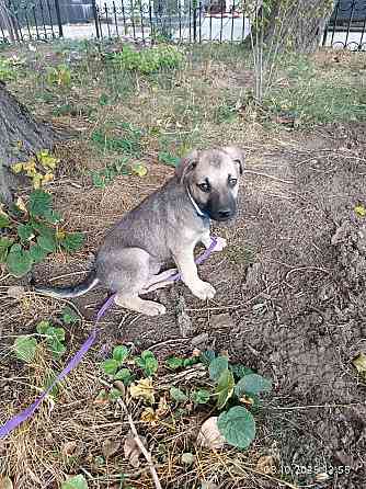 Потеряшка щенок-девочка Донецк