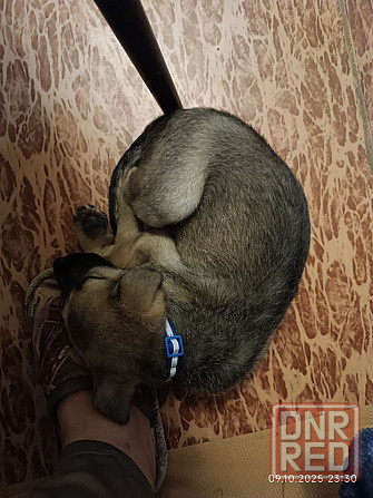 Потеряшка щенок-девочка Донецк - изображение 2
