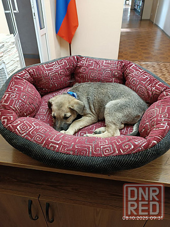 Потеряшка щенок-девочка Донецк - изображение 3