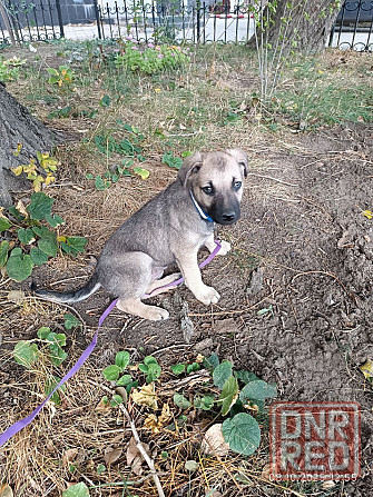Потеряшка щенок-девочка Донецк - изображение 1