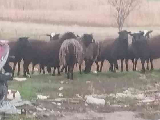 Продам барашек Тельманово