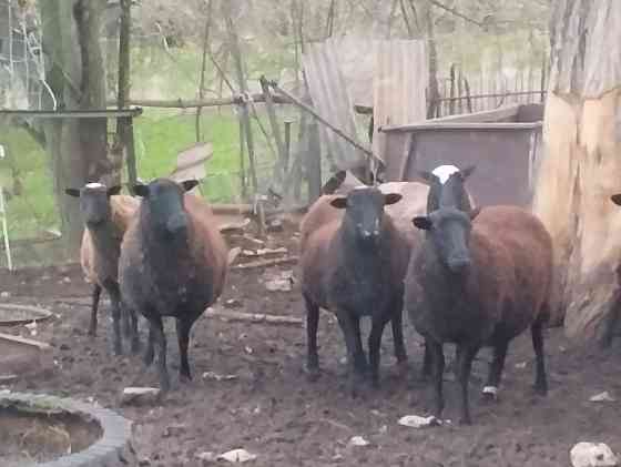 Продам барашек Тельманово