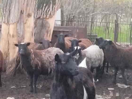 Продам барашек Тельманово