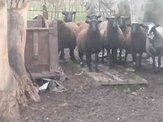 Продам барашек Тельманово