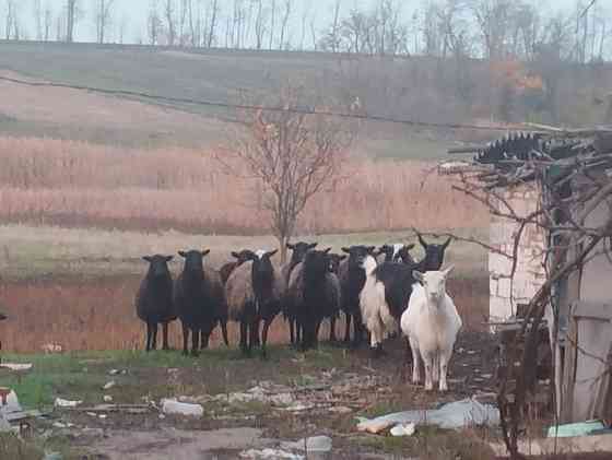 Продам барашек Тельманово