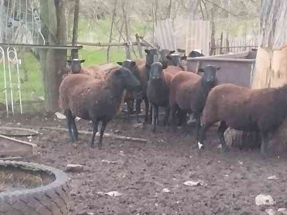 Продам барашек Тельманово