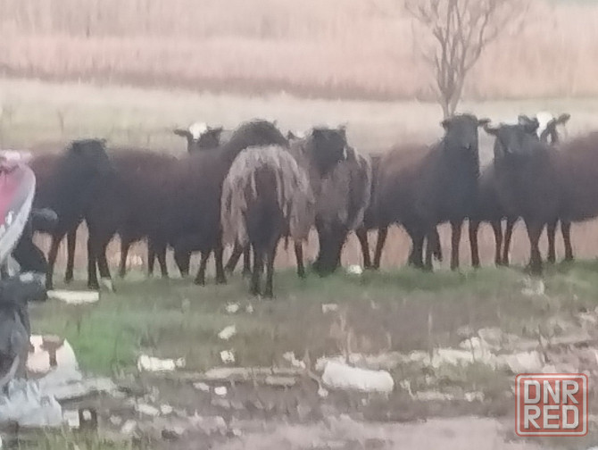 Продам барашек Тельманово - изображение 5