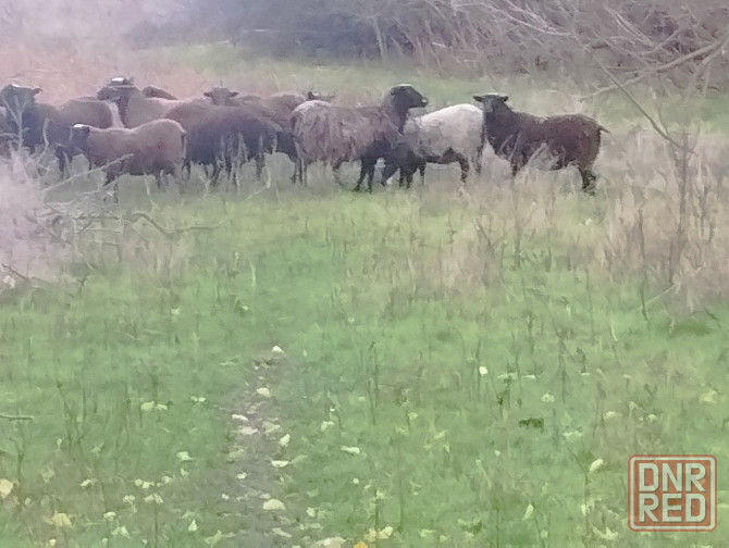 Продам барашек Тельманово - изображение 7