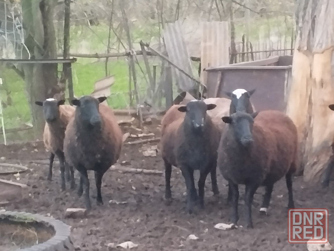 Продам барашек Тельманово - изображение 2