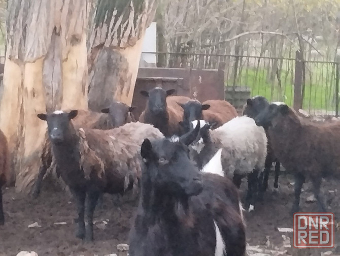 Продам барашек Тельманово - изображение 1