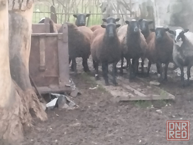 Продам барашек Тельманово - изображение 3