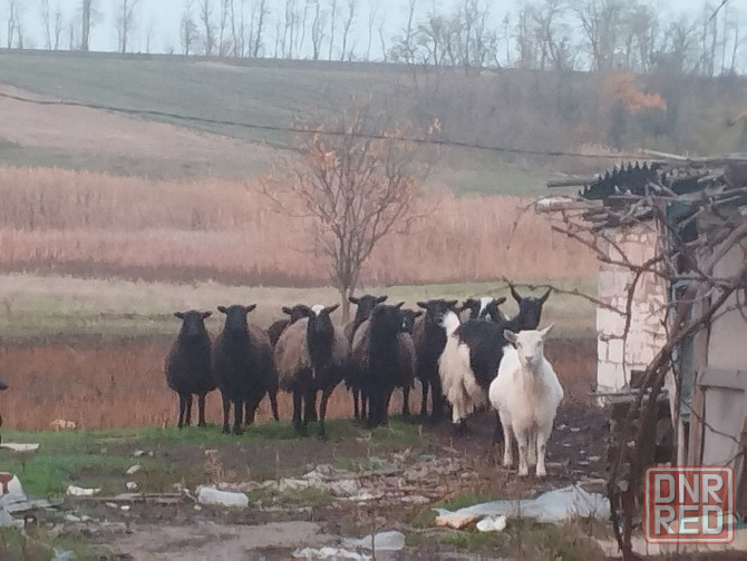 Продам барашек Тельманово - изображение 6