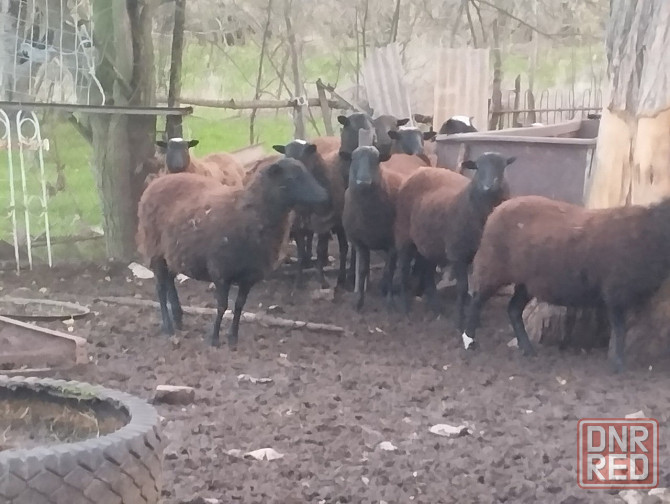 Продам барашек Тельманово - изображение 4