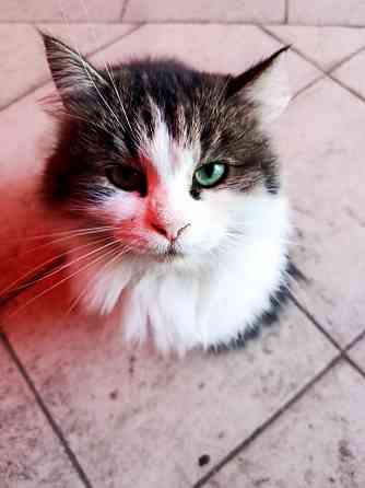 Красивая пушистая кошечка ищет дом. Макеевка