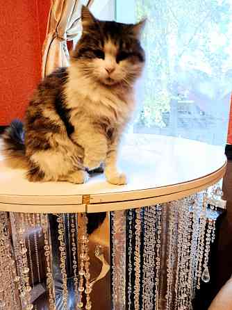 Красивая пушистая кошечка ищет дом. Макеевка