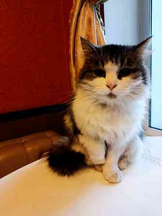 Красивая пушистая кошечка ищет дом. Макеевка