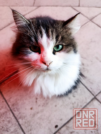 Красивая пушистая кошечка ищет дом. Макеевка - изображение 2