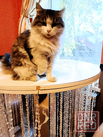 Красивая пушистая кошечка ищет дом. Макеевка - изображение 3