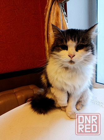 Красивая пушистая кошечка ищет дом. Макеевка - изображение 1