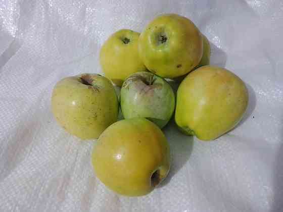 Яблоки Макеевка