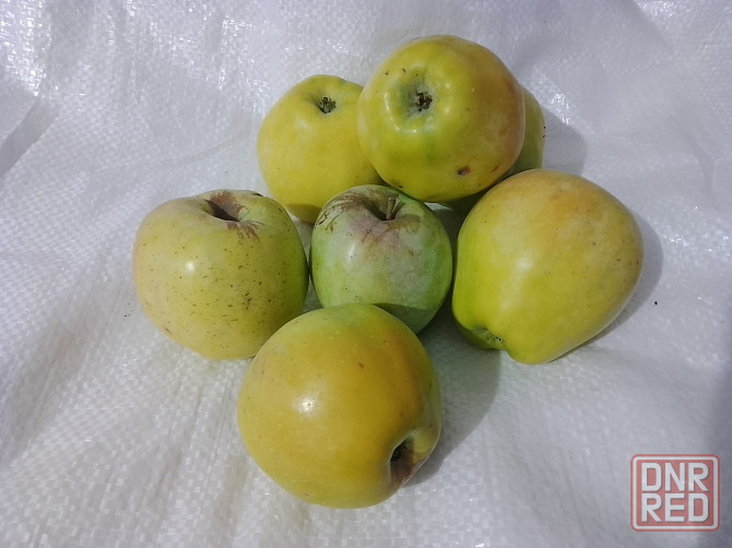 Яблоки Макеевка - изображение 1