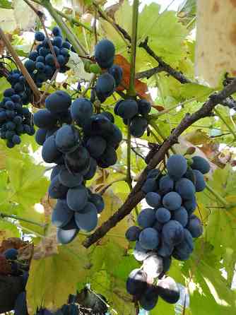 Виноград Макеевка