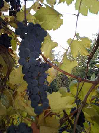 Виноград Макеевка