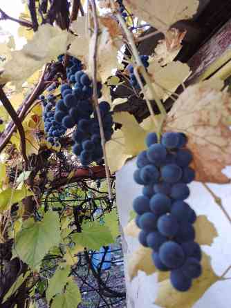 Виноград Макеевка